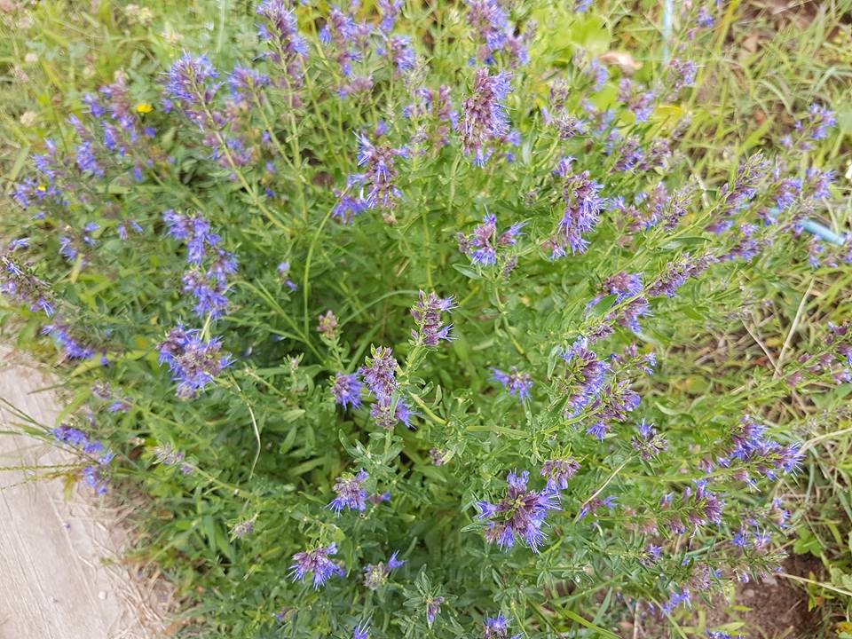 20799210_1095771283889185_3437051219791573387_n