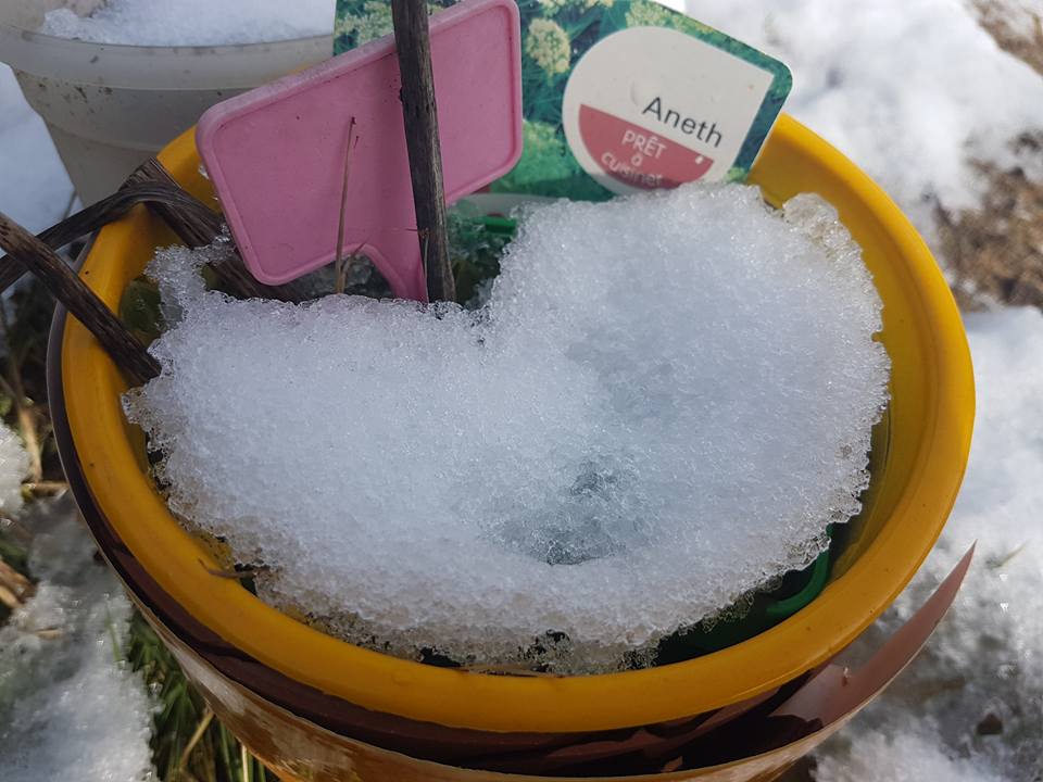 27750693_1212646435535002_2299144323922538963_n