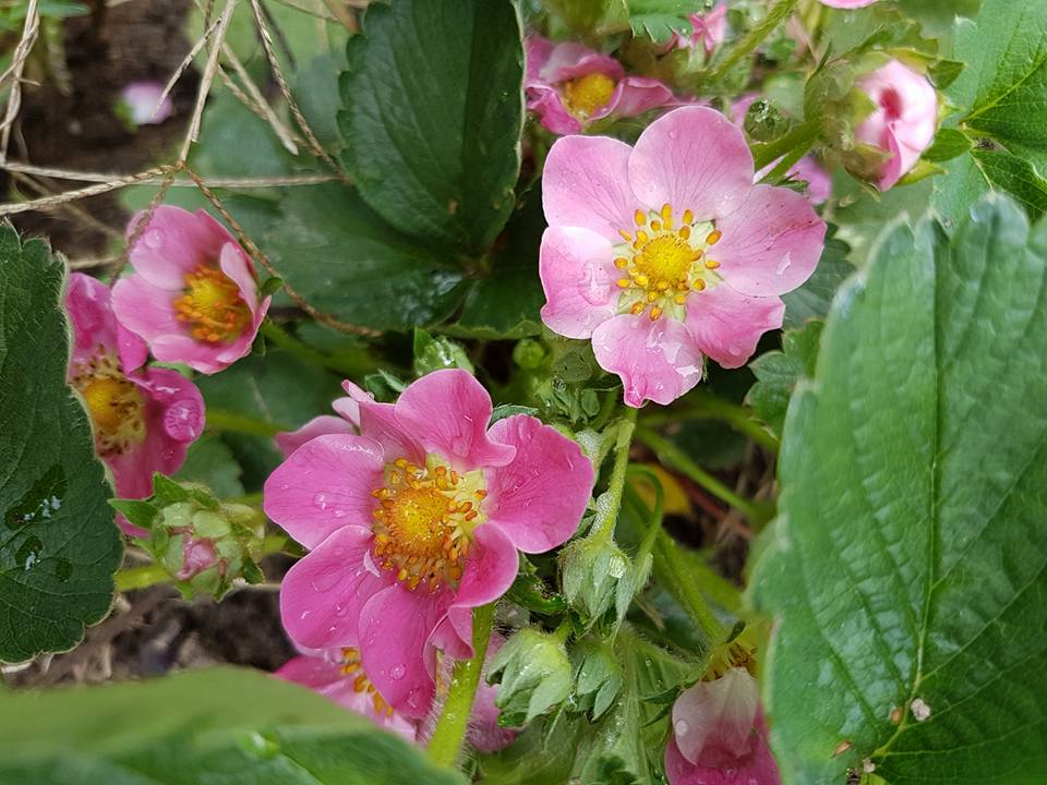 31166951_1258803900919255_3849509690538983424_n