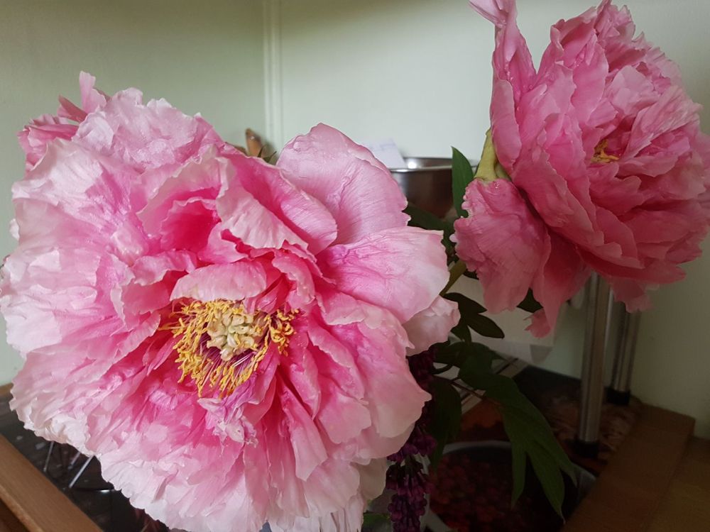 31172249_1258757810923864_1351257502288707584_o