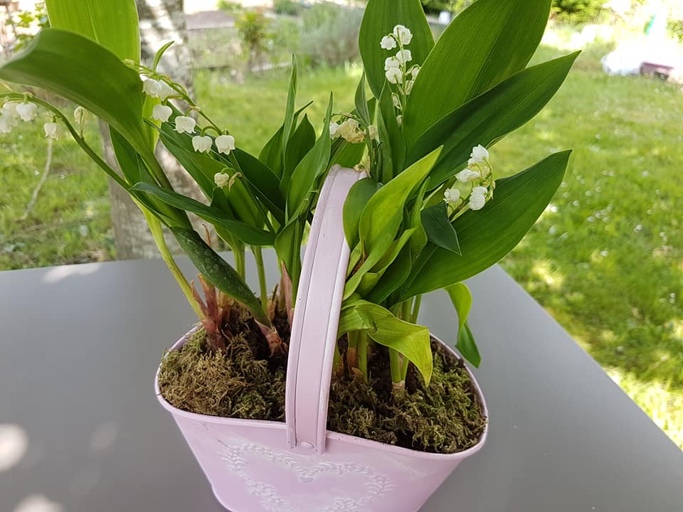 31739785_1264140680385577_6152917560670027776_n