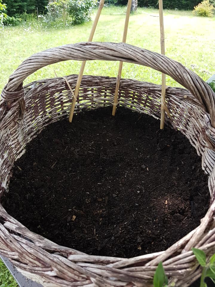 31944456_1266842696782042_2285599922109546496_n