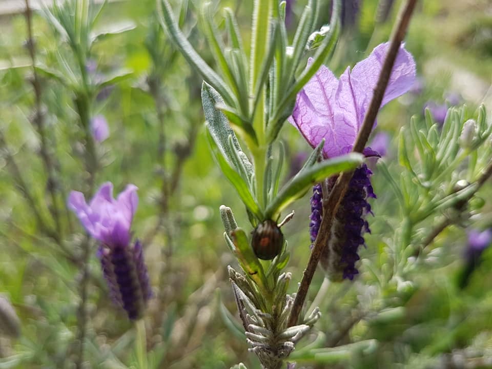 32169571_1268753699924275_6368867403916378112_n