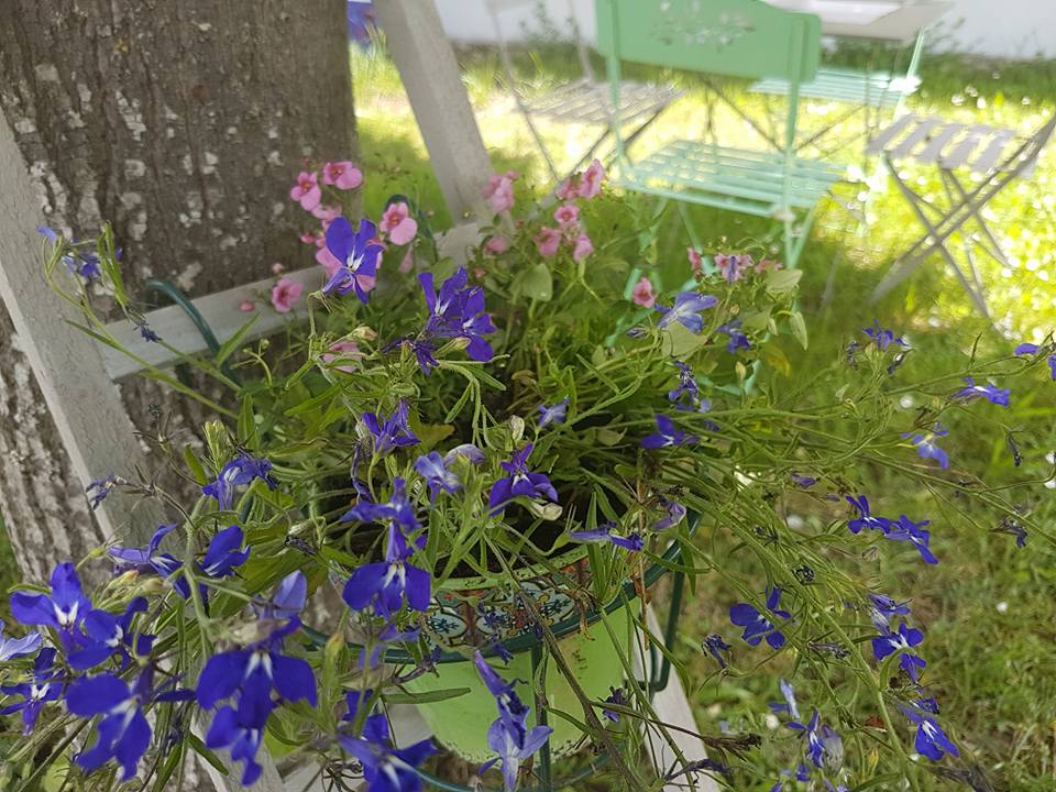 34107130_1283231945143117_1776845352087846912_n