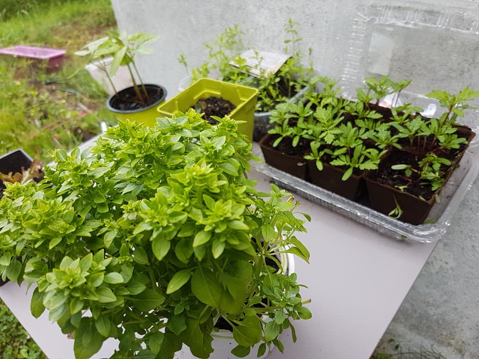 34559882_1287024021430576_4192735602497552384_n