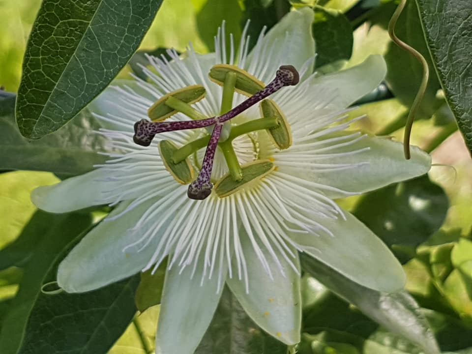 35350081_1293061834160128_445620148498333696_n