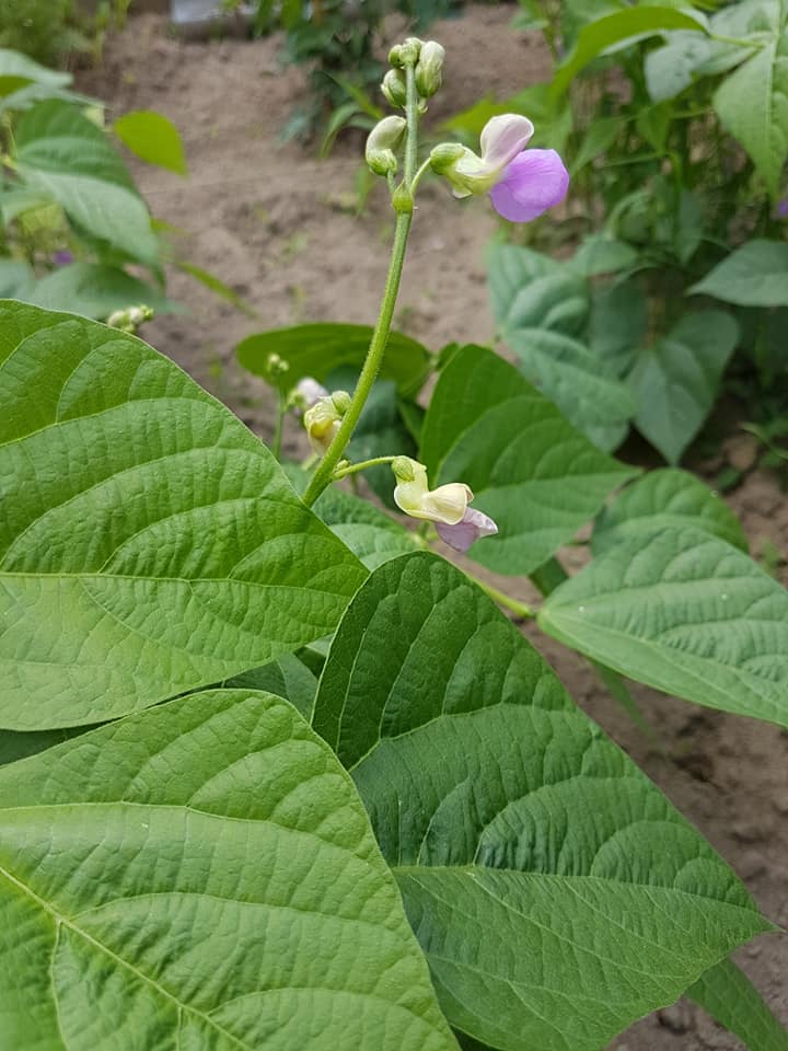 35552186_1298010373665274_2180452040302395392_n