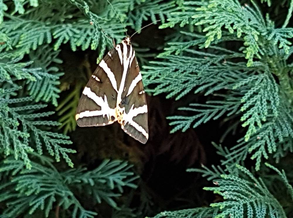 36617498_1315323011934010_2132792665119391744_o