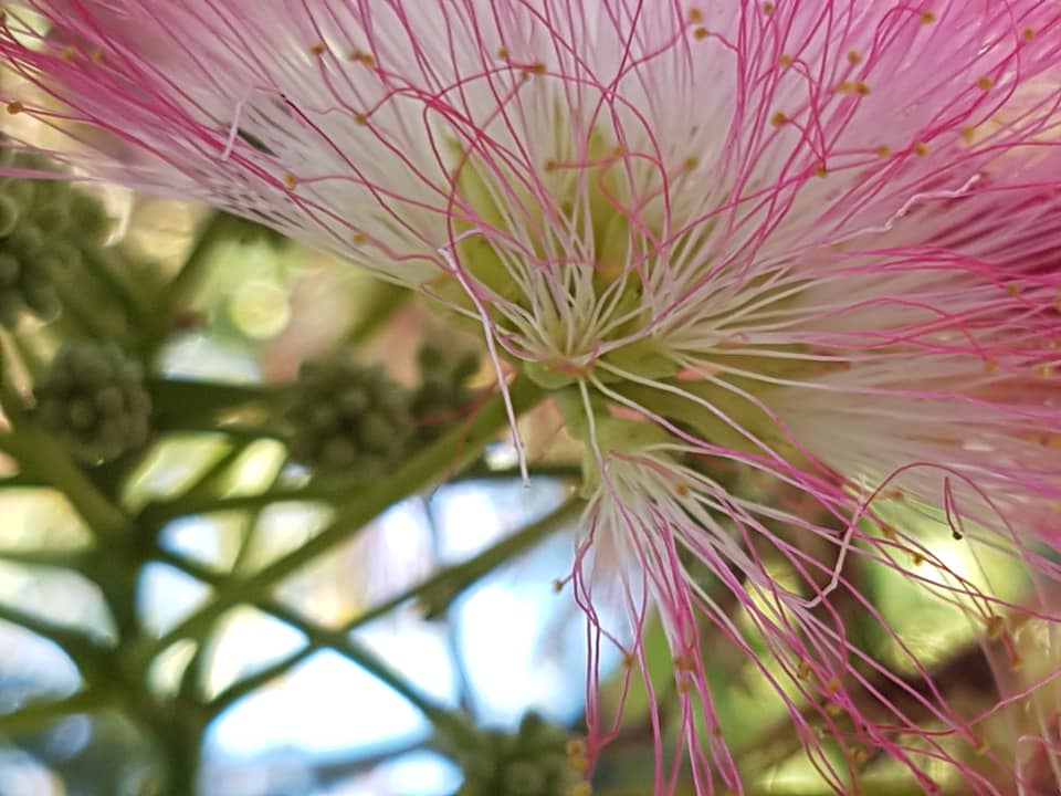 36867564_1320708754728769_4112132767297306624_n