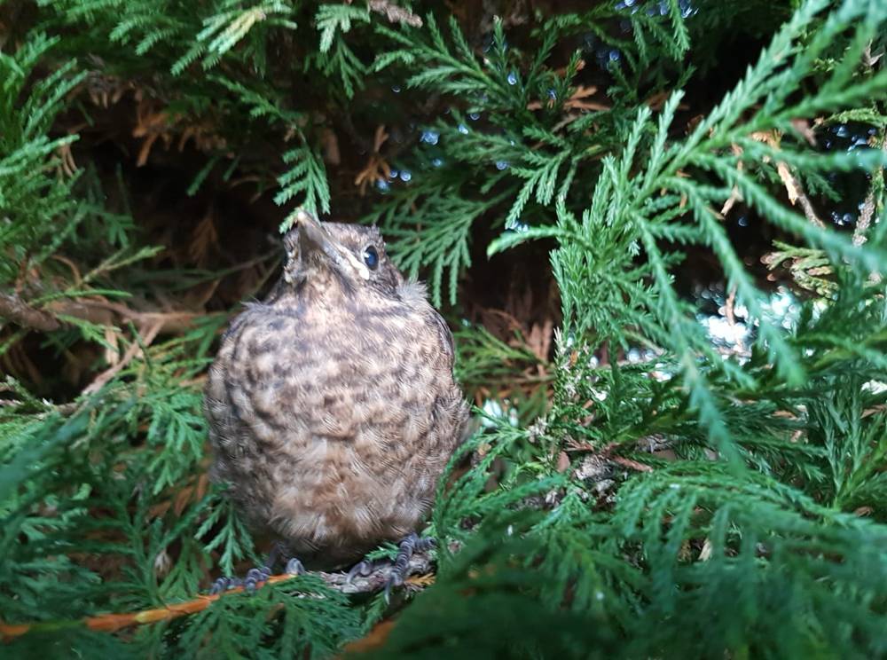 36990671_1323871214412523_893840968413872128_o