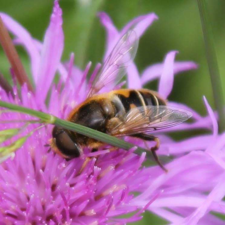 fb_img_1490332799760