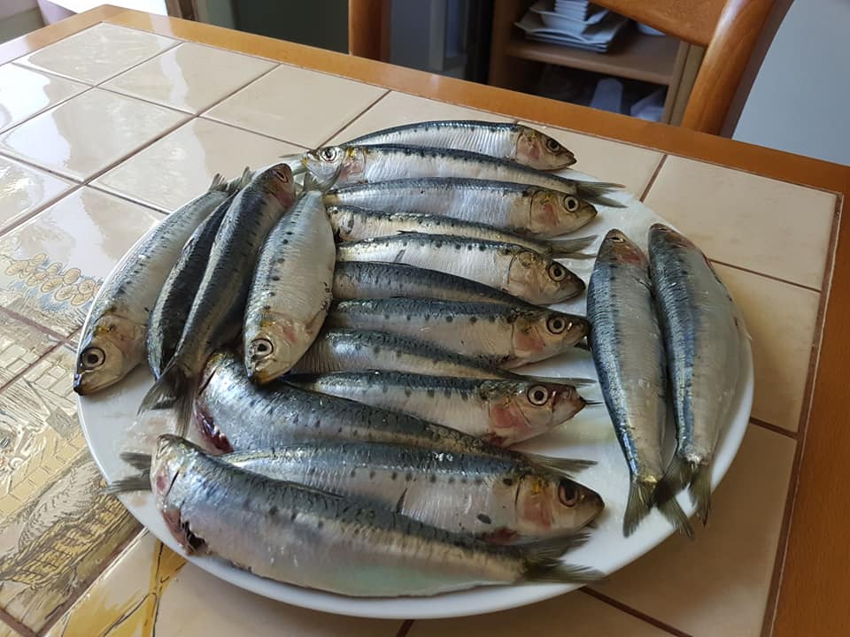 sardines