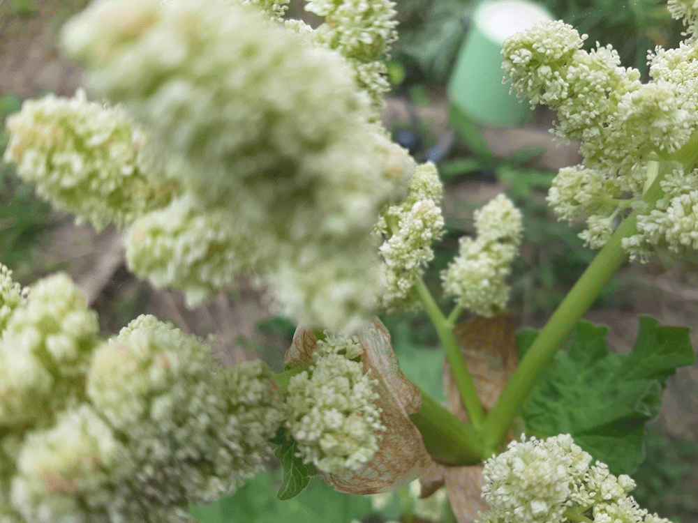 Découvrez Les Principes De Base De La Permaculture Au Potager