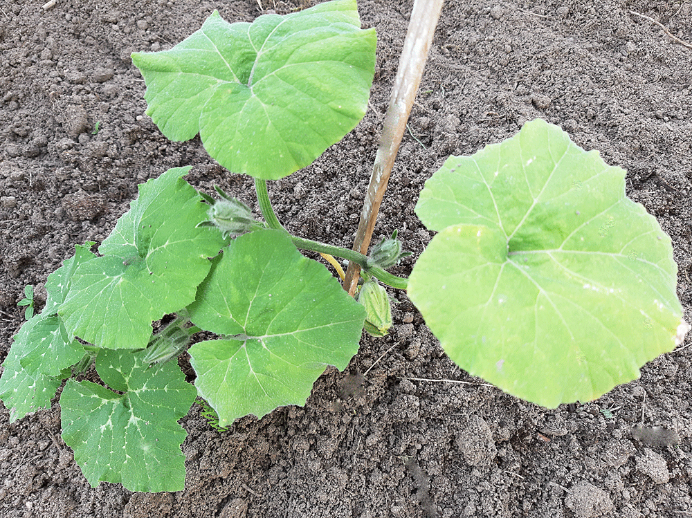 Cette image a un attribut alt vide&nbsp;; le nom du fichier est semis-sucrine1.png